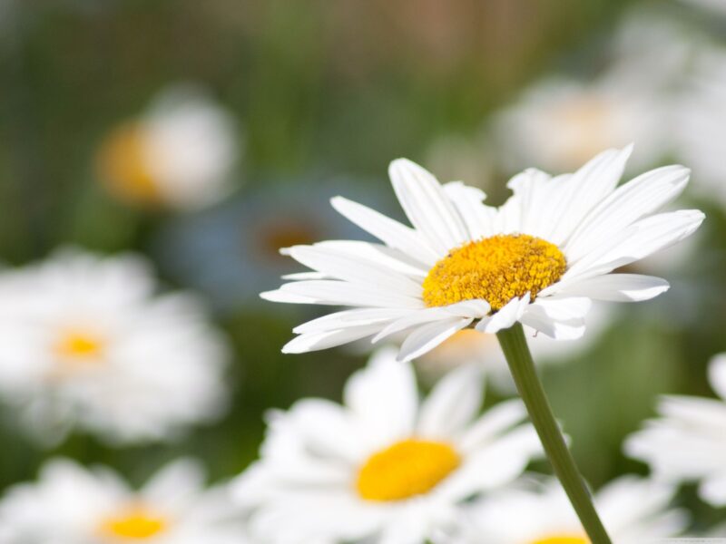 Hình hoa cúc trắng đẹp to đẹp