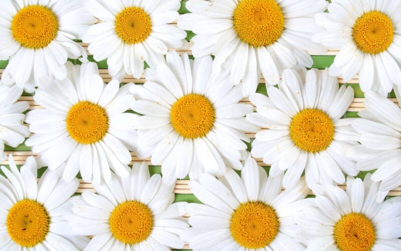 Hình hoa cúc trắng đẹp xếp thẳng hàng thẳng lối