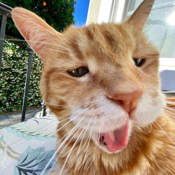 Hình mèo bựa cute