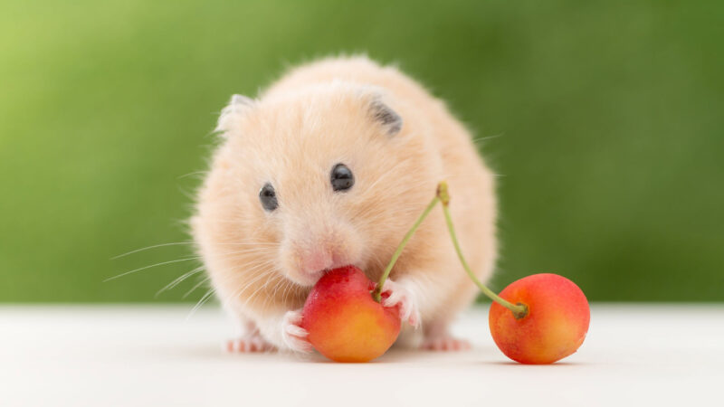 hình nền chuột ăn cherry