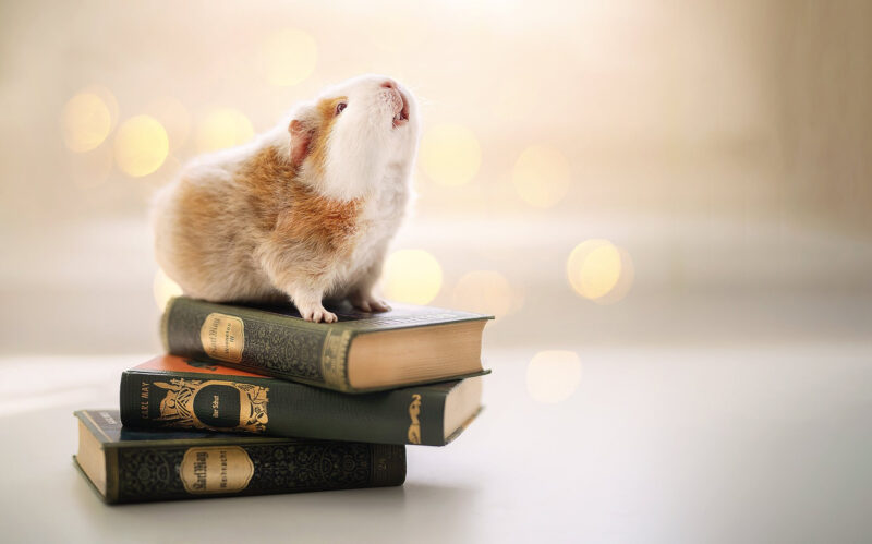 hình nền chuột đứng trên sách