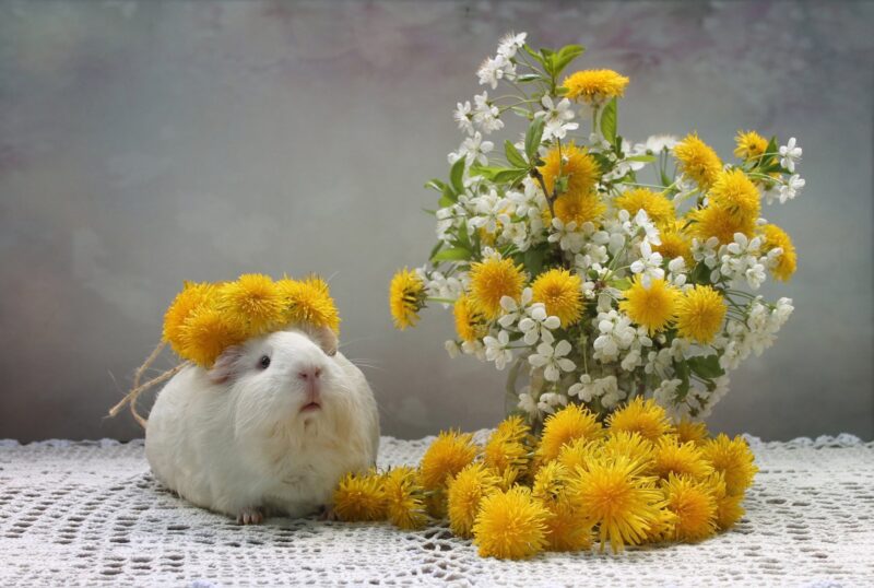 hình nền chuột hamster và hoa