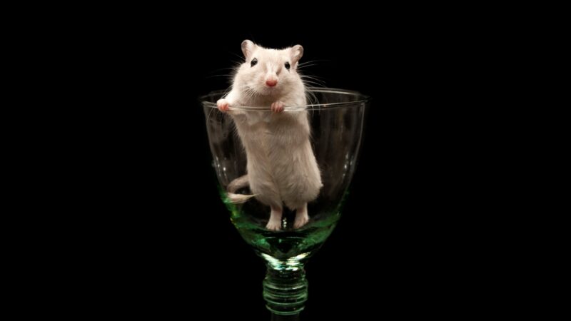 hình nền chuột trong chiếc ly nhỏ