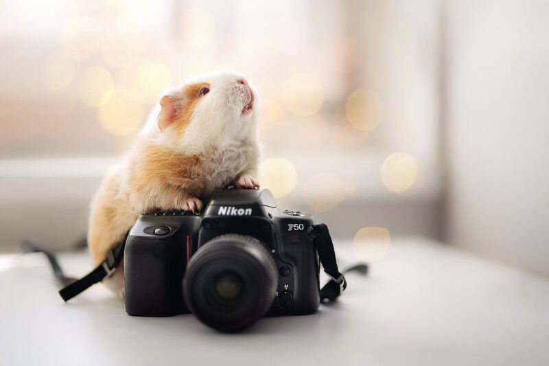 hình nền chuột và chiếc máy ảnh