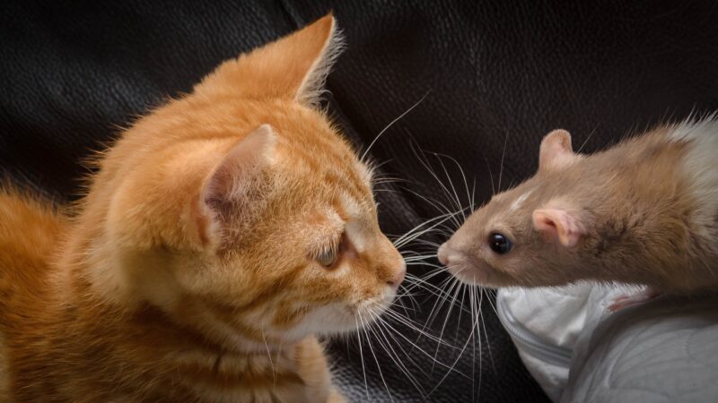hình nền chuột và mèo đối mặt nhau