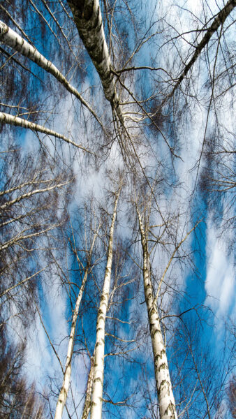 Handy-Wallpaper Himmel über Birkenwald