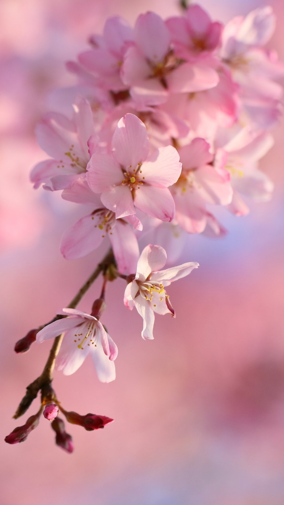 HOT] Top 77 hình nền hoa đào đẹp nhất cho năm mới may mắn | Ảnh Cười Việt