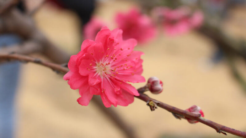 hình nền hoa đào màu hồng đậm