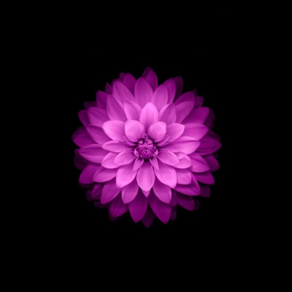 Hình nền iPhone SE 2016