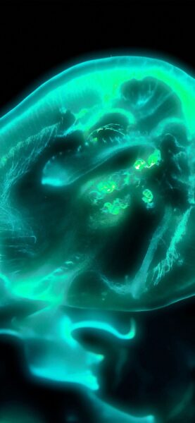 Hình nền iPhone SE xanh lá lạ mắt