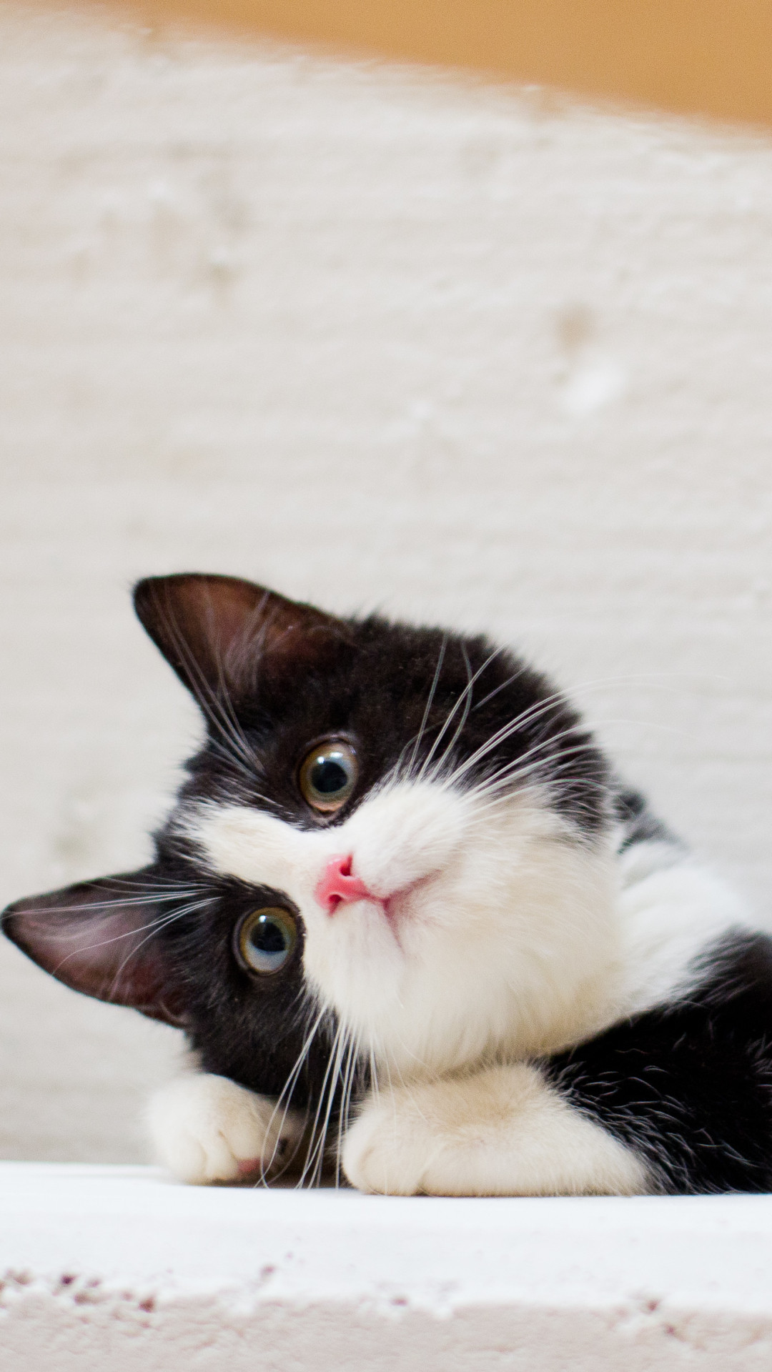 Chia sẻ 95 hình về hình nền mèo chibi cute mới nhất 2023  ieduneteduvn