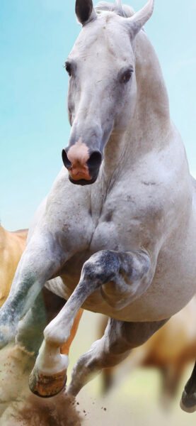 hình nền ngựa bạch mã