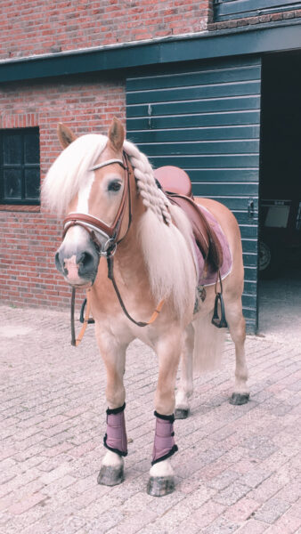 hình nền ngựa cute phô mai que