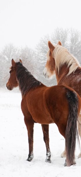hình nền ngựa hai màu khác nhau