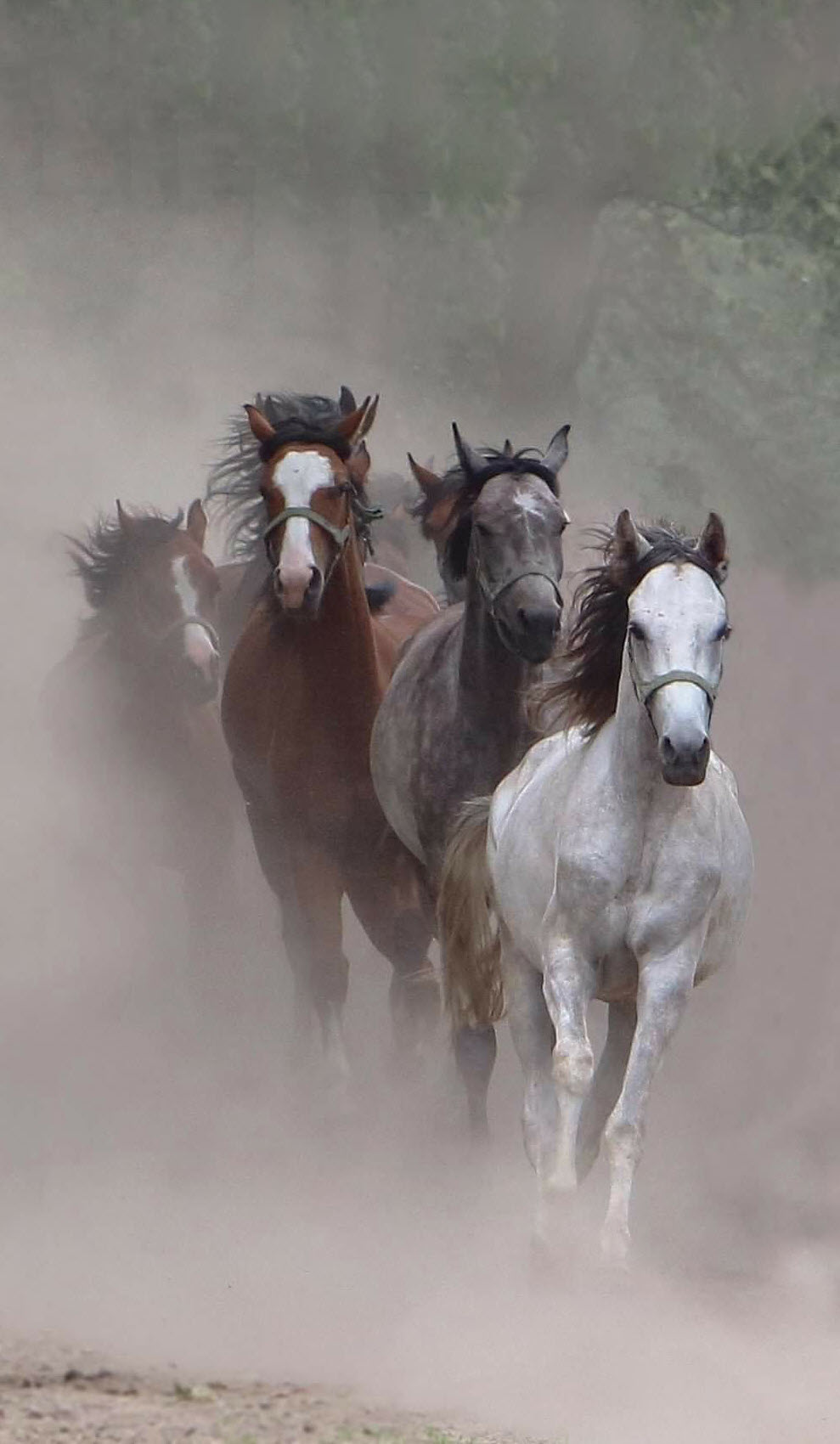 Hình nền Nền Hình ảnh Con Ngựa Trong Khu Rừng Lá Mùa Thu Nền, Hình ảnh Con  Ngựa Lớn, Ngựa, động Vật Background Vector để tải xuống miễn phí - Pngtree