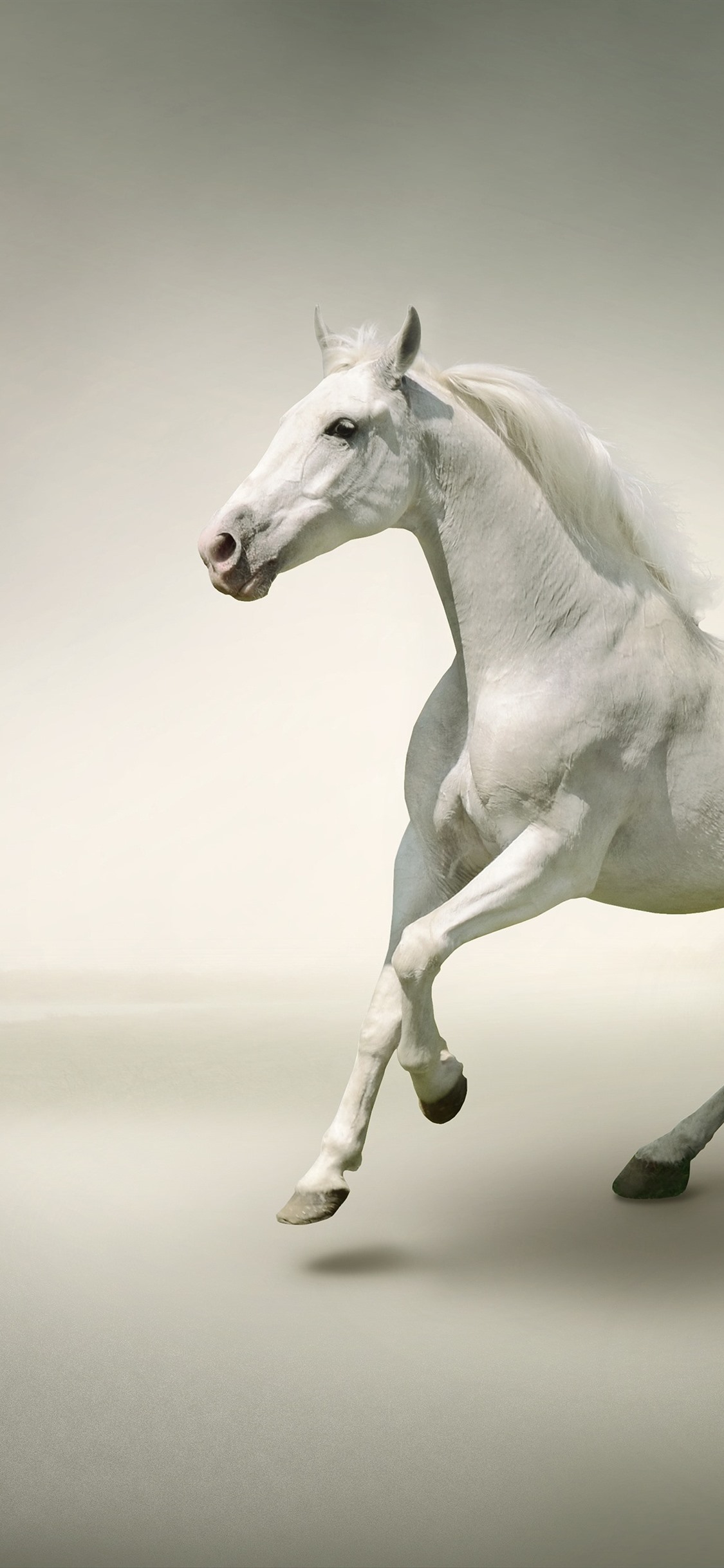 Hình ảnh động Vật Ngựa PNG Con Ngựa Động Vật Ngựa PNG và Vector với nền trong suốt để tải xuống miễn phí
