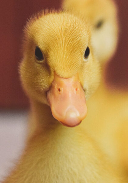 hình nền vịt vàng ngầu lòi