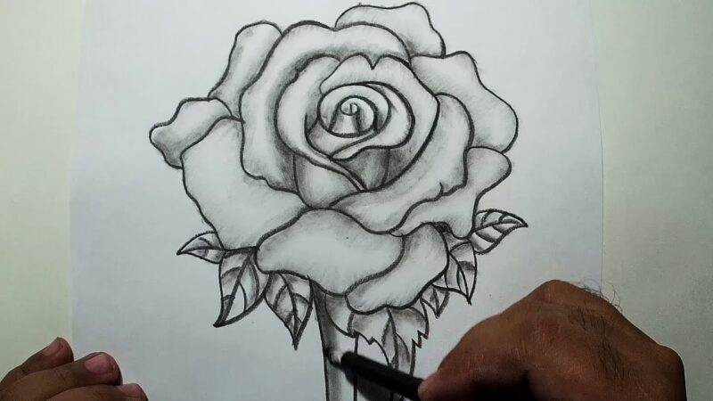 Tổng hợp những bức vẽ hoa hồng bằng bút chì đẹp nhất
