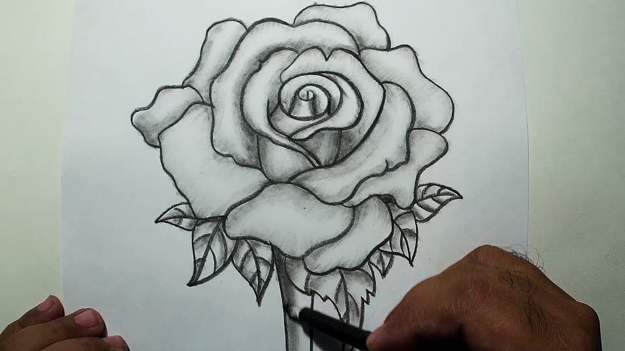 Chia sẻ cách vẽ hoa hồng bằng bút chì đơn giản và đẹp mắt
