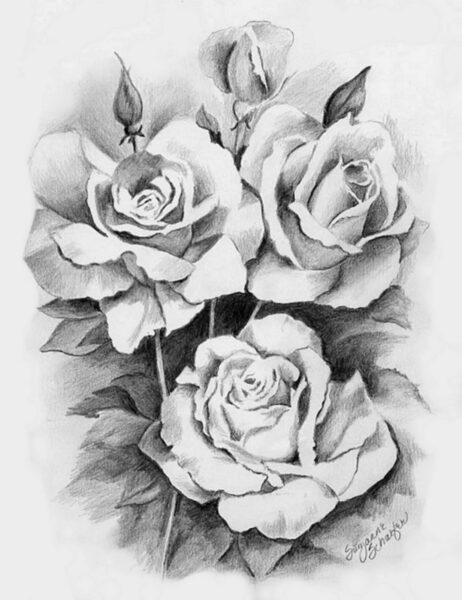 Vẽ hoa hồng bằng bút chì 3D