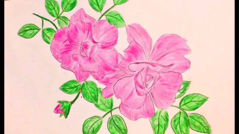 Vẽ hoa hồng bằng chì màu đơn giản