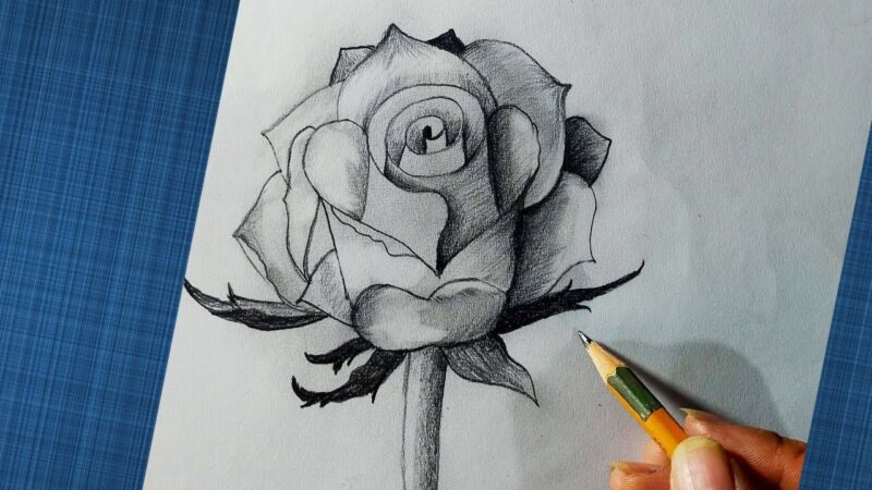 Vẽ hoa hồng giấy trắng