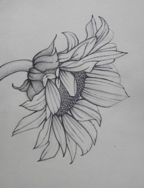 Vẽ hoa hướng dương bằng chì đẹp: \