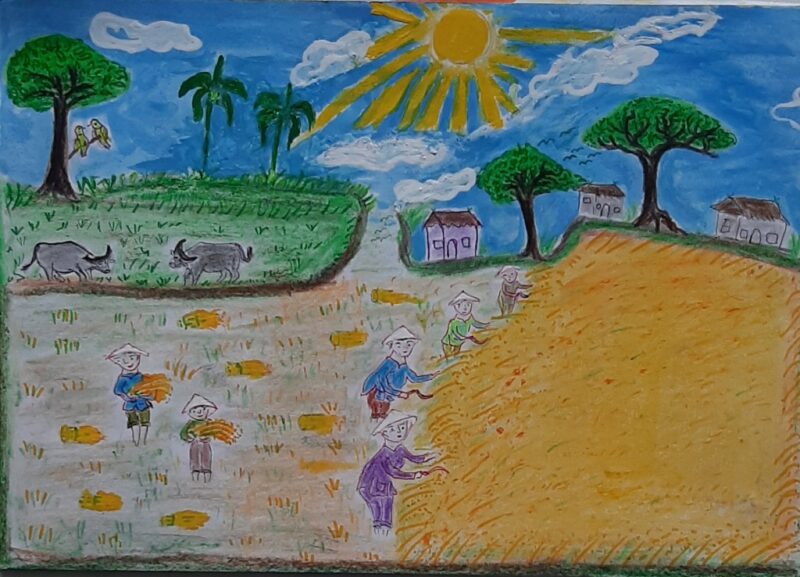 Vẽ tranh đề tài gặt lúa dưới trời nắng