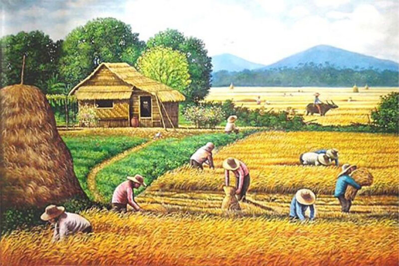 Vẽ tranh gặt lúa đẹp của họa sĩ sơn dầu