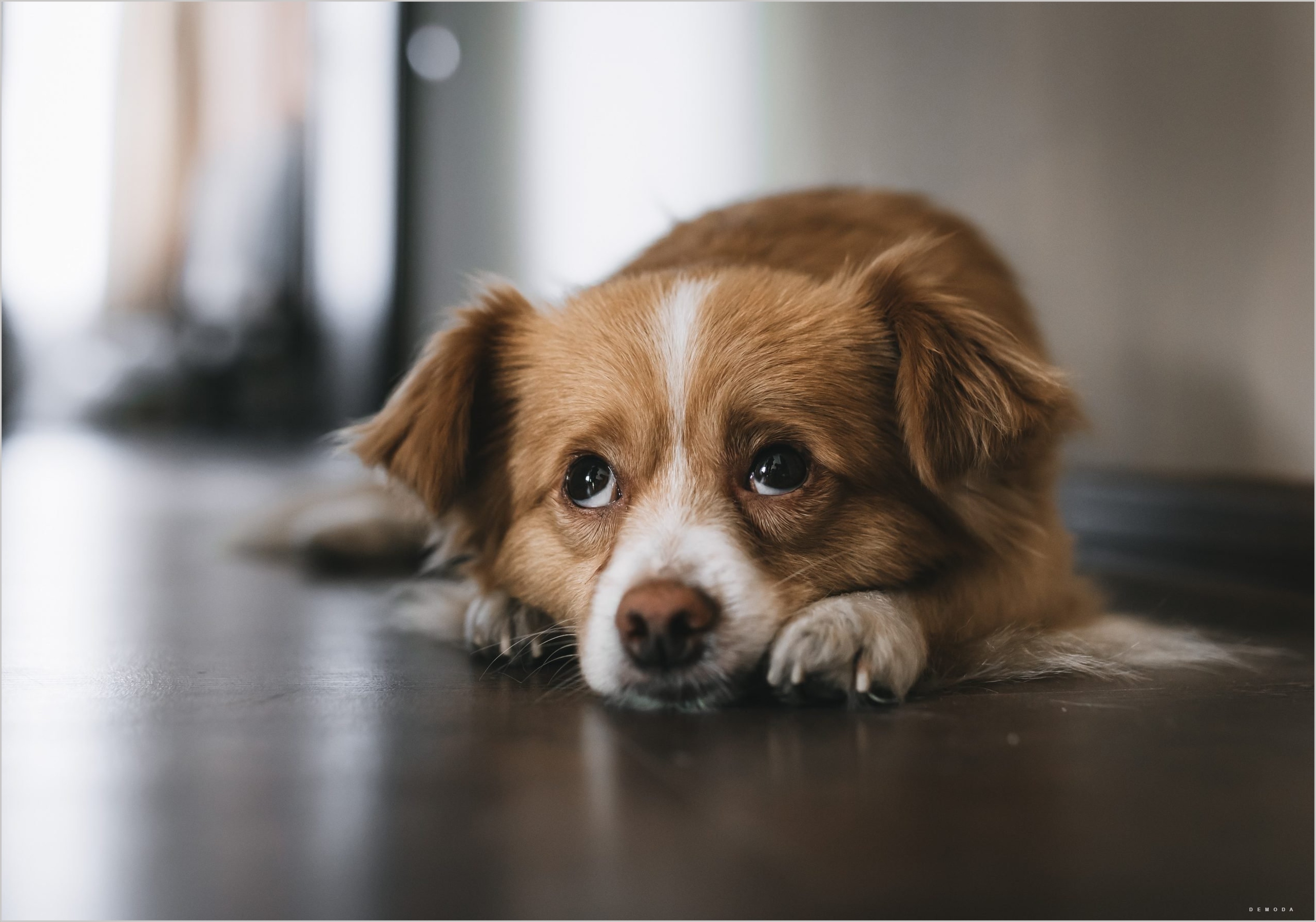 95+ Die traurigsten, müdesten und launischsten Hundefotos