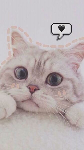 ảnh cute mèo nằm buồn