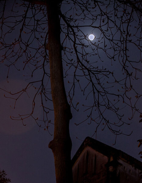 Ảnh đêm buồn của cây và trăng