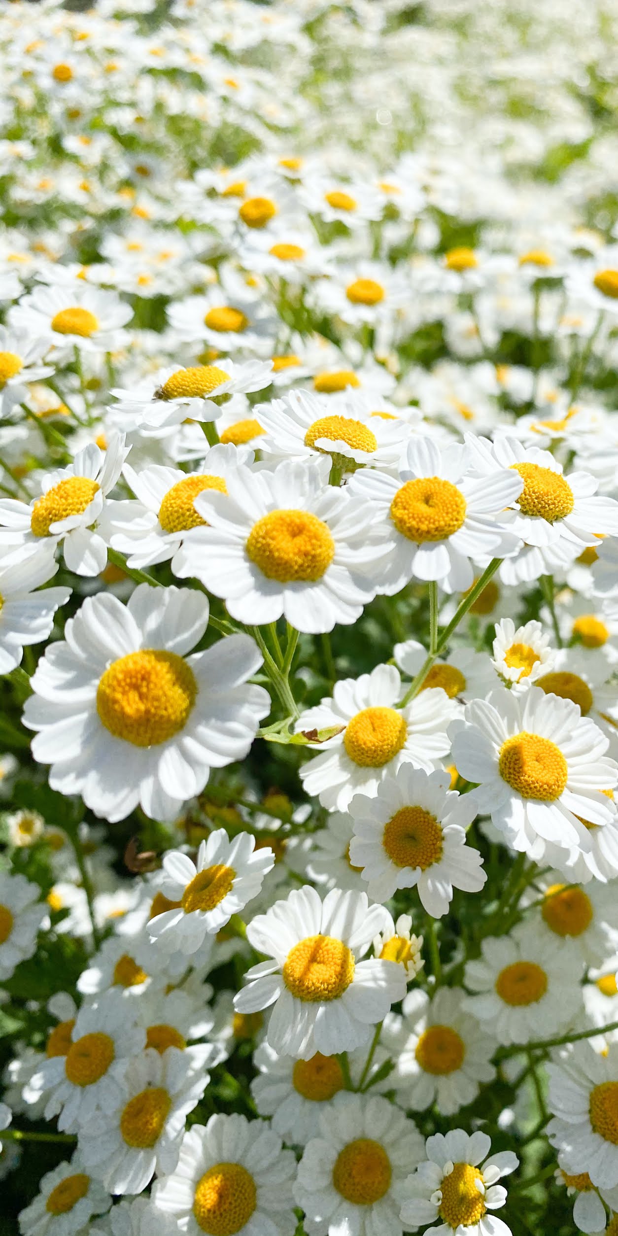 Hình nền hoa cúc trắng đẹp nhất