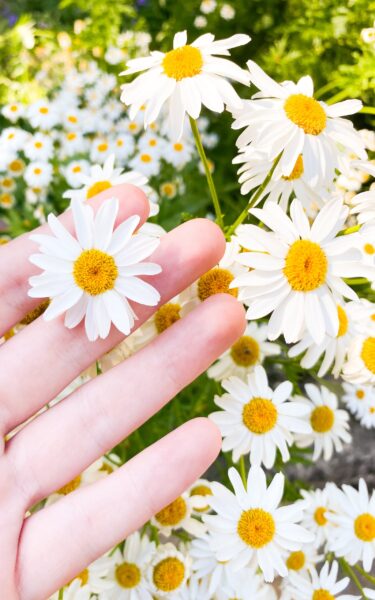 Hình ảnh hoa cúc trắng đẹp nhất cho di động