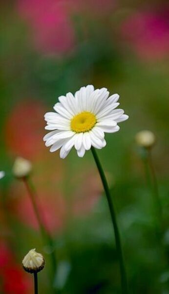 Ảnh hoa cúc trắng đẹp nhất làm hình nền di động của bạn
