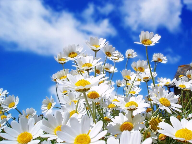 Ảnh hoa cúc trắng và bầu trời