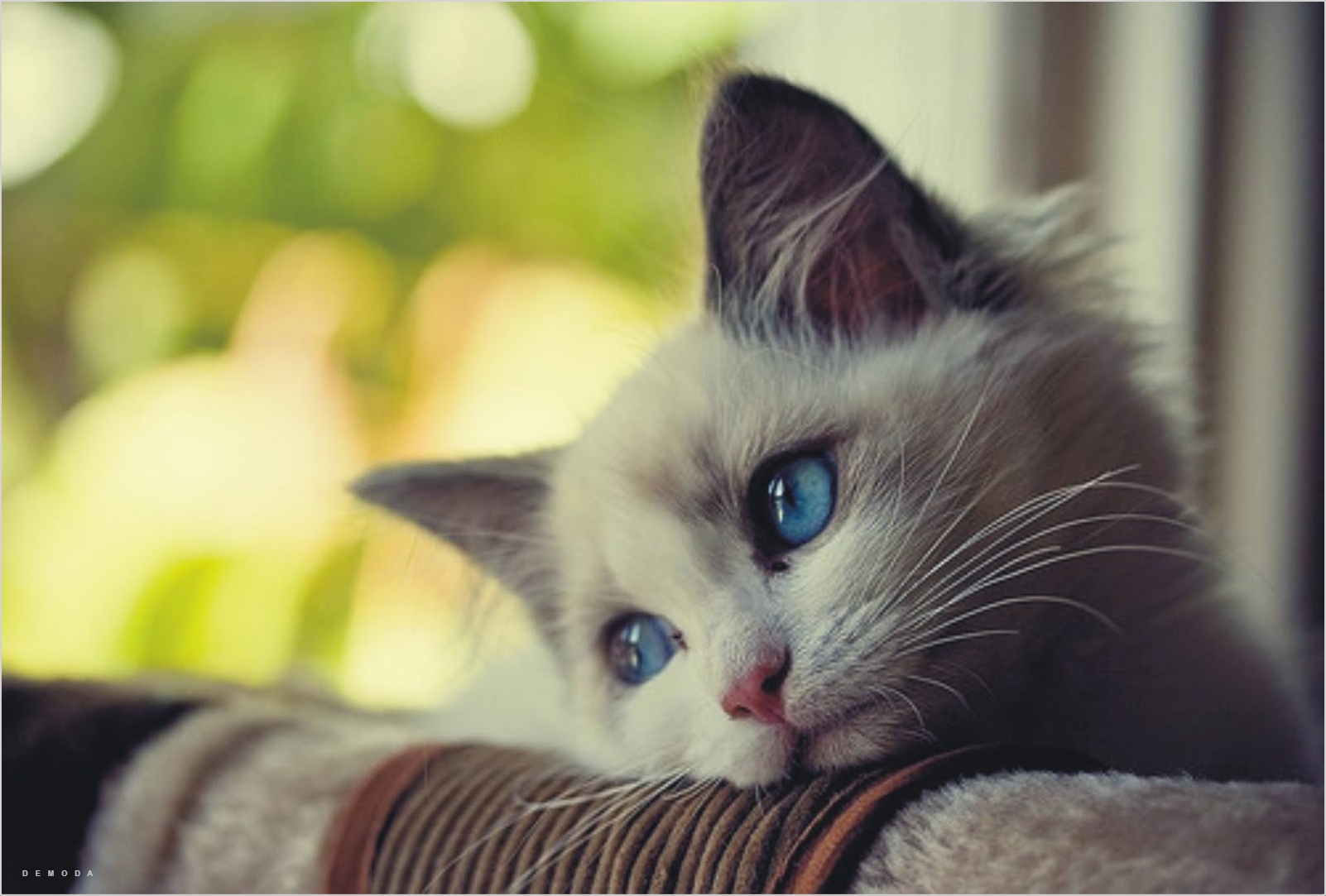 79+ Hình Ảnh Mèo Buồn THÂN Cô đơn dễ thương nhất thế giới