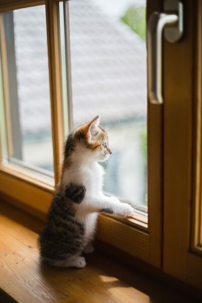 Con mèo buồn nhìn qua cửa sổ