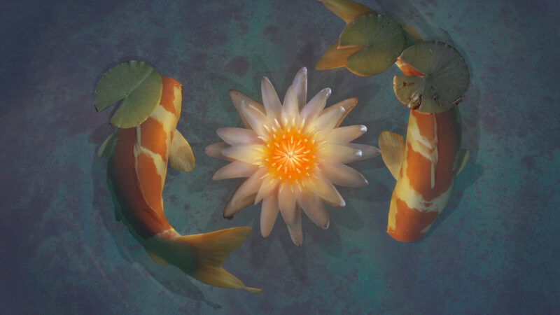 ảnh nền may mắn tranh cá Koi bơi quanh bông hoa trắng