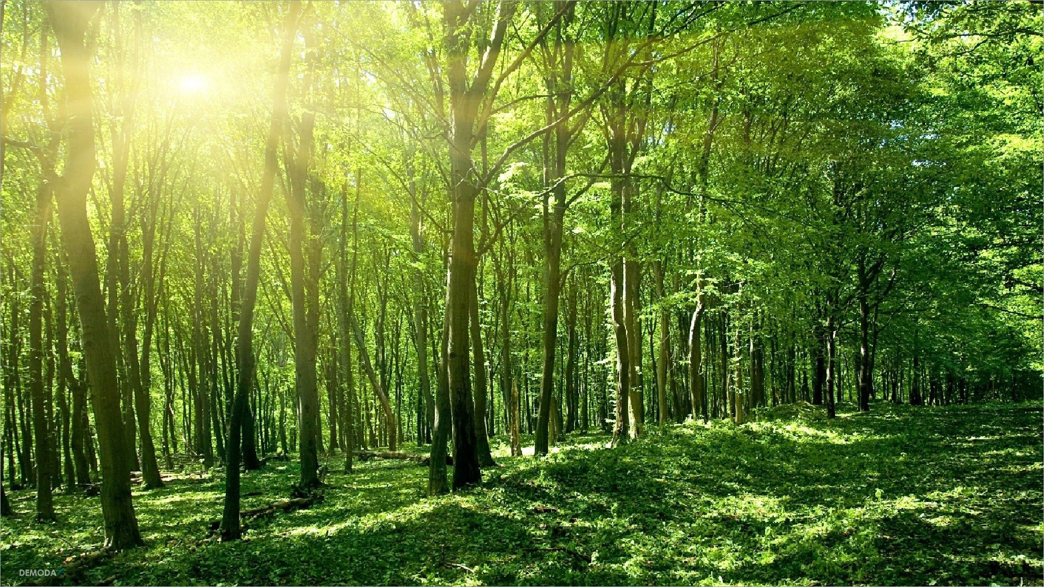 Hình Nền Hình Nền điện Thoại Di động Rừng HD và Nền Cờ đẹp woods màu xanh  lá cây tầm nhìn để Tải Xuống Miễn Phí  Lovepik