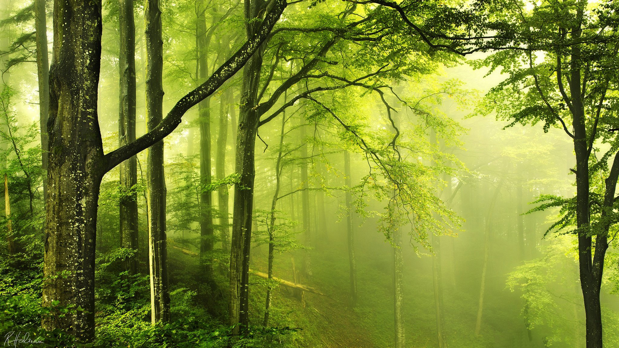 Những khu rừng xanh mướt đẹp tựa thiên đường