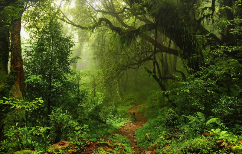 Ảnh rừng cây xanh thiên nhiên