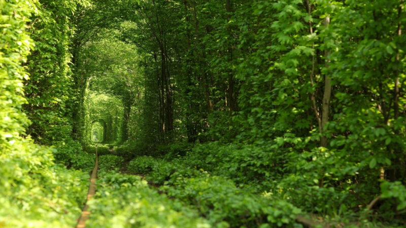 Ảnh rừng cây xanh tuyệt đẹp