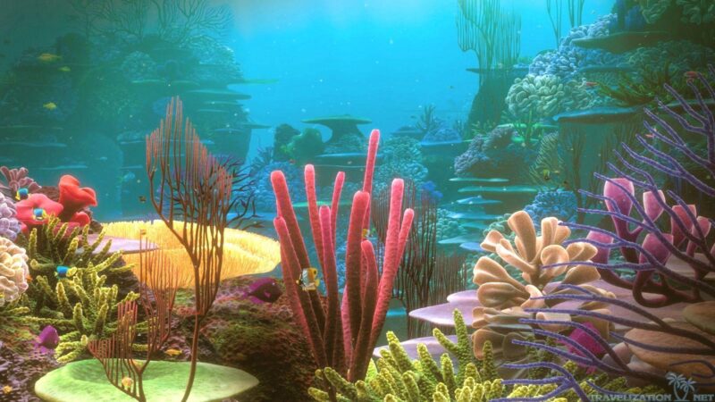 Ảnh san hô nhiều hình dạng