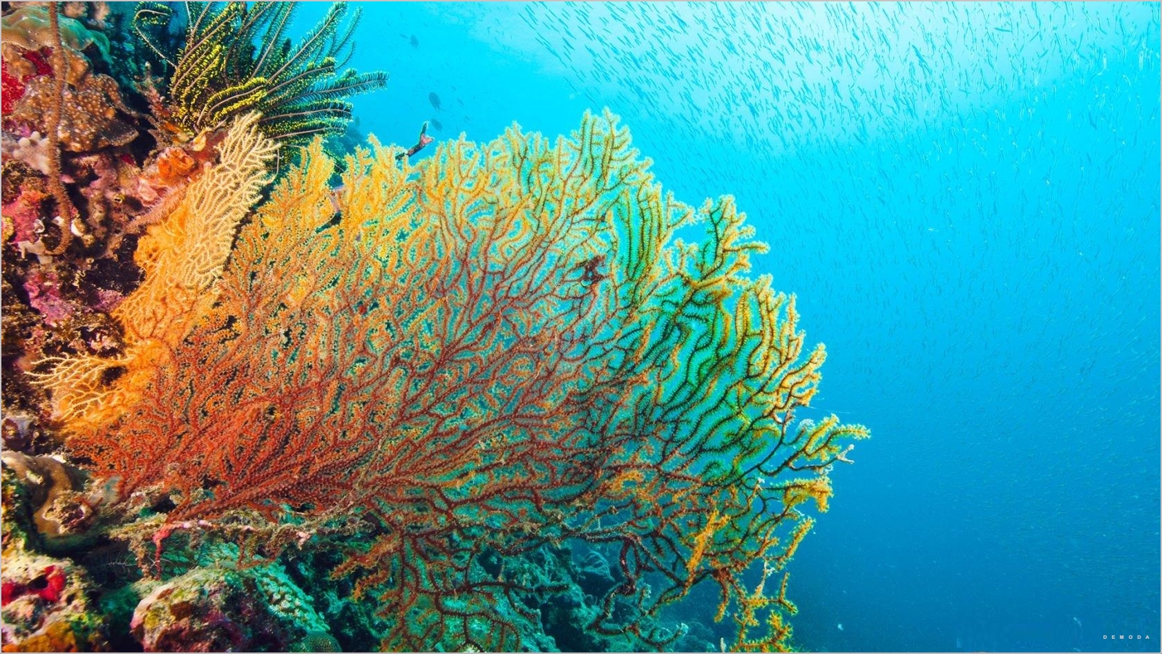Ảnh san hô dưới biển: Hình ảnh san hô dưới biển với những gam màu tuyệt đẹp, những con cá đầy màu sắc và những khu rừng san hô kỳ diệu chắc chắn sẽ khiến bạn say đắm. Hãy thư giãn và cùng chiêm ngưỡng những khung hình đẹp nhất về rạn san hô.