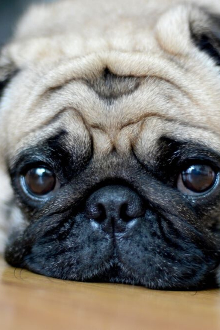 Nhìn chú chó buồn khóc này thật xót xa, hãy xem hình và cảm nhận tình cảm của nó. Sự đau khổ của chú chó sẽ chạm đến trái tim của bạn.