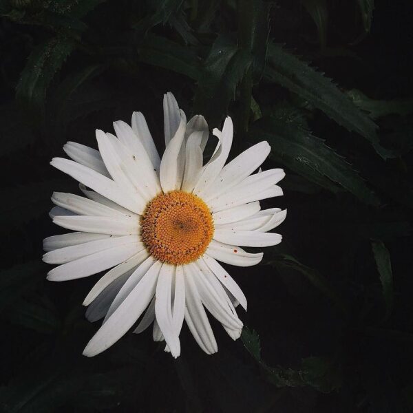 Hình ảnh hoa cúc trắng buồn
