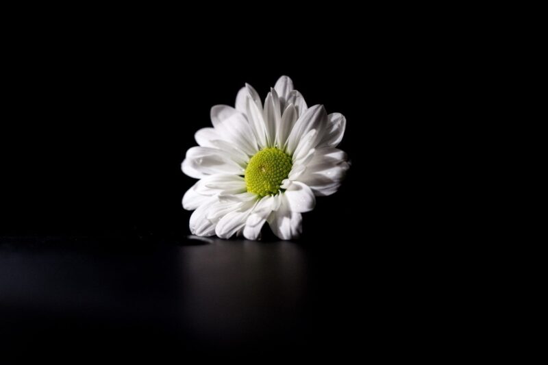 Hình ảnh hoa cúc trắng đám tang