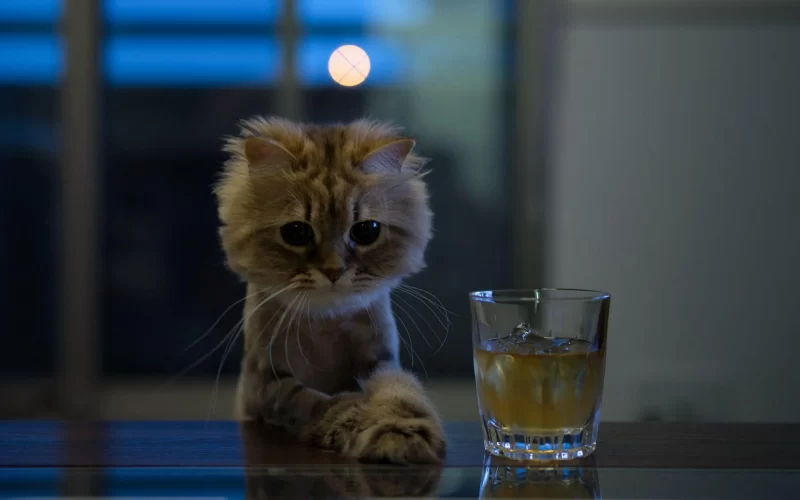 Trauriges Katzenbild mit einem Glas Wasser