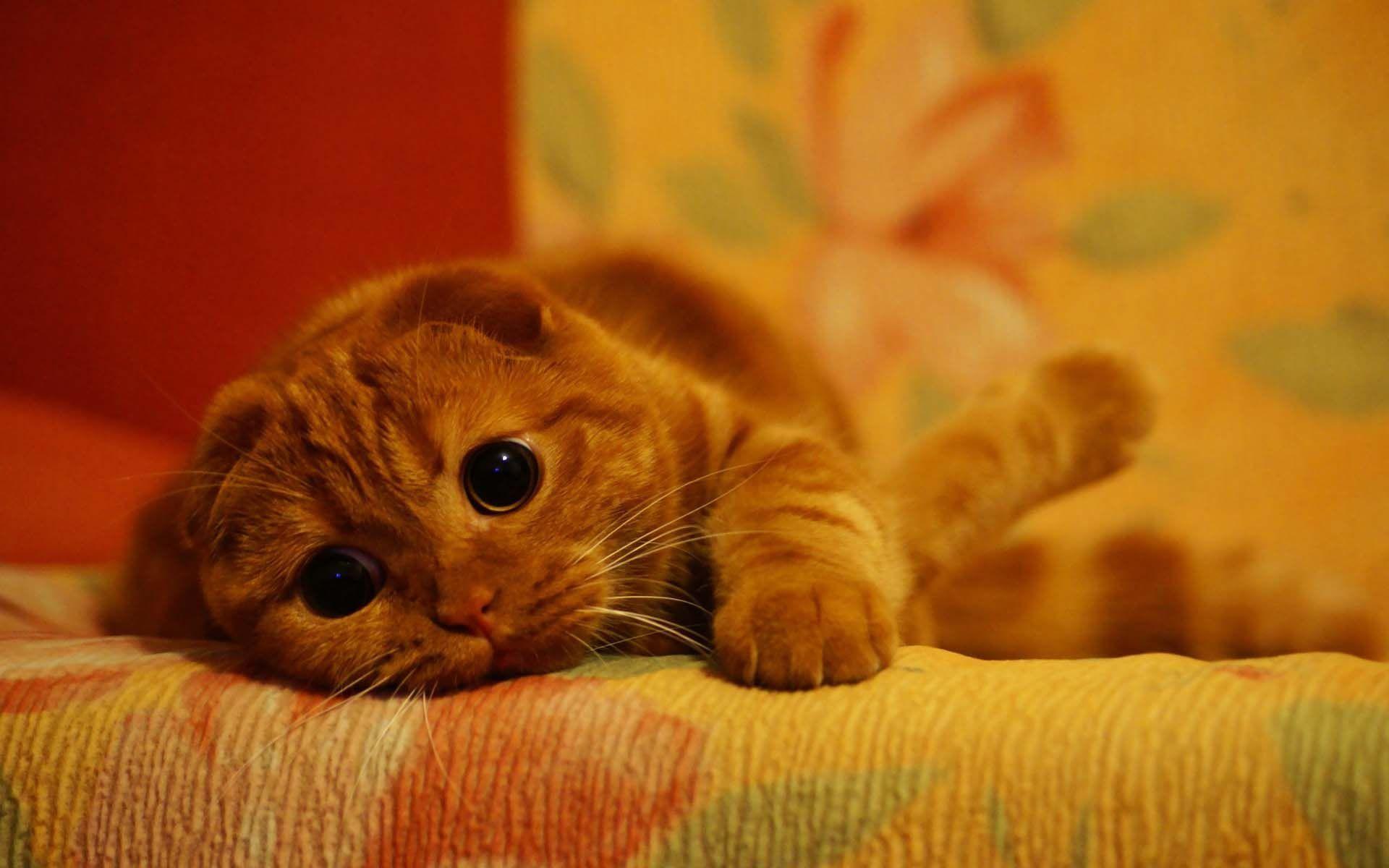 79+ Ảnh Mèo Buồn Tủi Thân Cô Đơn, Cute Nhất Thế Giới